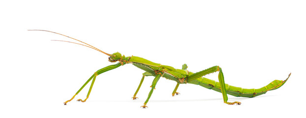 Giant Caribbean stick insect, Diapherodes gigantea, Phasmatodea isolated on white