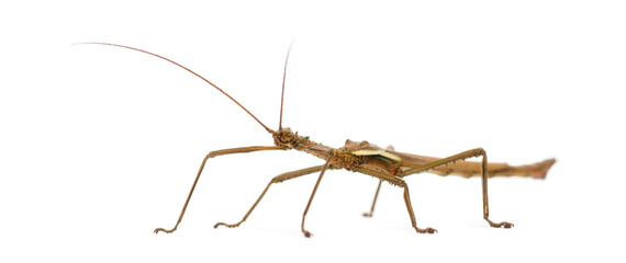 Male Giant Caribbean stick insect, Diapherodes gigantea, Phasmatodea