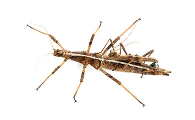 Male and female Philippine stick insect, Sungaya inexpectata, copulating, isolated on white