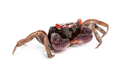 Red eyed Male Java vampire crab, Geosesarma tiomanicum, isolated on white