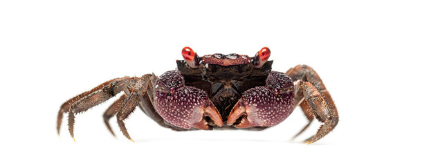 Red eyed Male Java vampire crab, Geosesarma tiomanicum, isolated on white