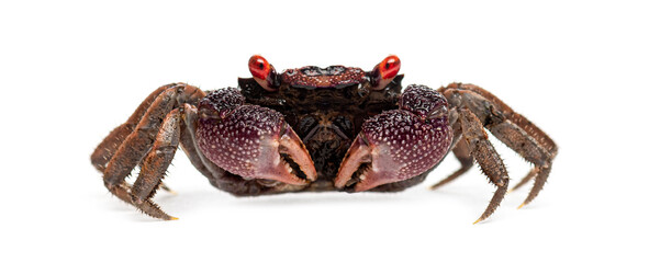 Red eyed Male Java vampire crab, Geosesarma tiomanicum, standing on white background
