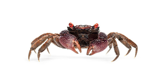 Red eyed Male Java vampire crab, Geosesarma tiomanicum, walking on white background
