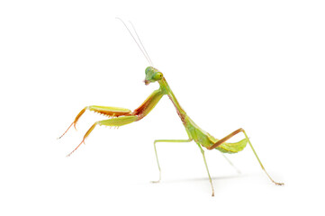 Australian Giant Mantis Nymph stage 3, three, Hierodula majuscula, isolated on white