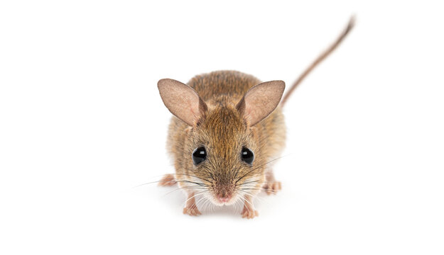 Spinifex hopping mouse, Notomys alexis, standing on white background looking forward