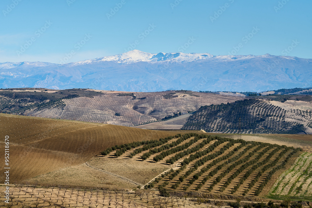 Wall mural sunny landscape with olive tree rows and sierra nevada mountains in spain