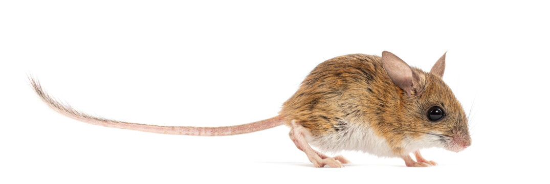 Spinifex hopping mouse, Notomys alexis, walking with a long tail on white background