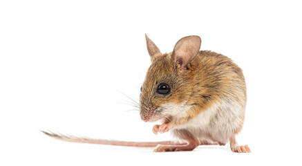 Spinifex hopping mouse, Notomys alexis, washing its muzzle with its paws
