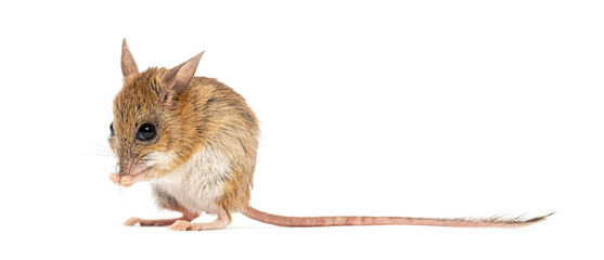 Spinifex hopping mouse, Notomys alexis, cleaning itself on white background