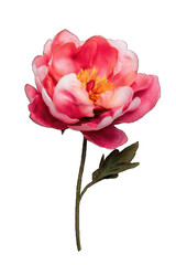 Obraz premium A vibrant peony flower in shades of pink, showcasing delicate petals and a lush green stem, perfect for floral arrangements.