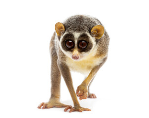 Gray slender loris, Loris lydekkerianus, walking forward, isolated on white