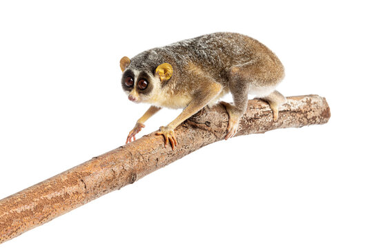 Gray slender loris, Loris lydekkerianus, carefully balancing on a branch, its large eyes gazing intently