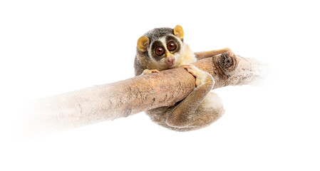 Gray slender loris, Loris lydekkerianus, carefully balancing on a branch, its large eyes gazing intently