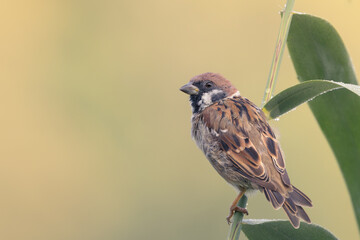 bird on a branch