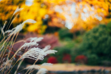 小石川植物園の美しい庭園