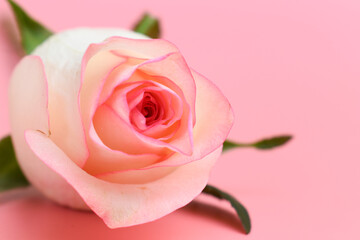 beautiful pastel rose flower on pink background, valentine day