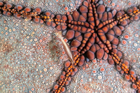 Commensal shrimps, Periclimenes soror, on a puffer starfish, Raja Ampat Indonesia.