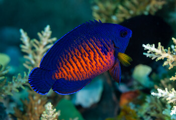 Coral beauty angelfish, Centropyge bispinosus, Raja Ampat Indonesia.