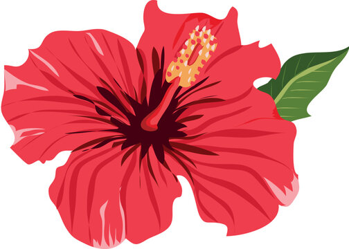 jaswand which is translated as Shoeblackplant or flower