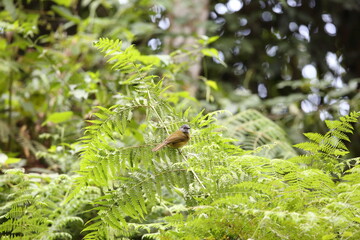 Eastern Mountain Greenbul (Arizelocichla nigriceps)  in Nyungwe National Park, Rwanda