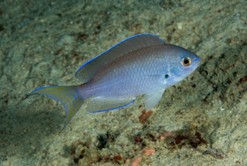 Fototapeta premium Blue damsel Pomacentrus pavo, Raja Ampat Indonesia.