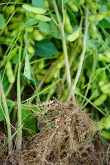 マメ科の根にある根粒菌　枝豆の根