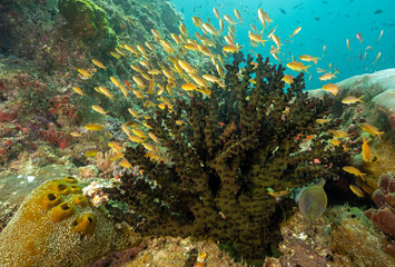 Reef scenic with green tubastrae and Anthiases, Pseudanthias squamipinnis, and moray eel, Gymnothorax javanicus Raja Ampat Indonesia