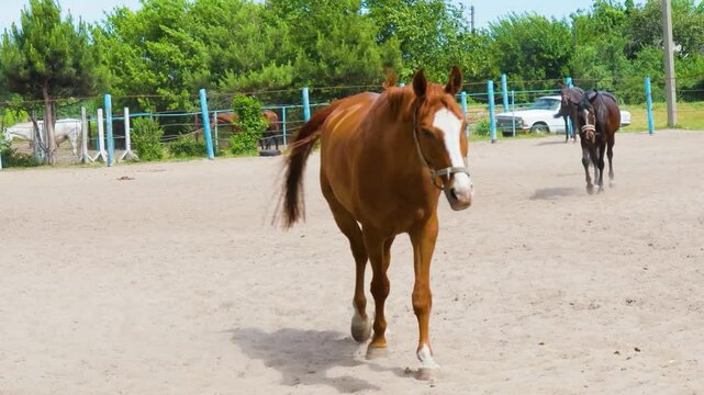 Energetic horse gallops gracefully in a sunny outdoor arena at a local equestrian center