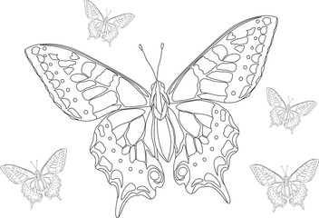 Hand drawn butterfly outline illustration