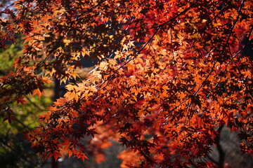 紅葉