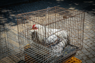 Caged and locked up white chicken and iron cage for sale at a market in Trancoso Portugal © PixelBiss