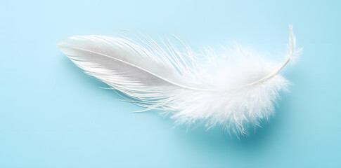 Obraz premium White fluffy bird feather on sky blue background