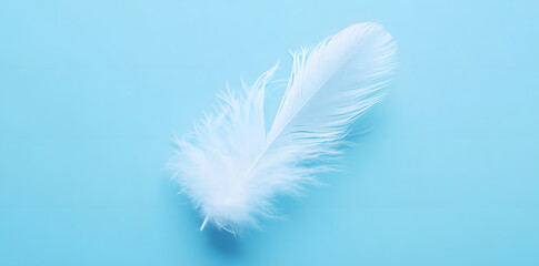 White fluffy bird feather on sky blue background