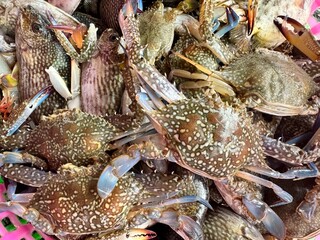 Fresh crab from the sea by fisherman, crab in the bucket, horse crab on the market 