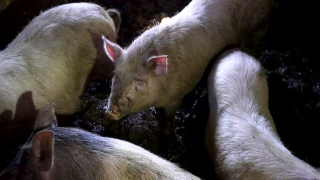 The poor little piglets are standing in a dirty barn. They are in very bad conditions.