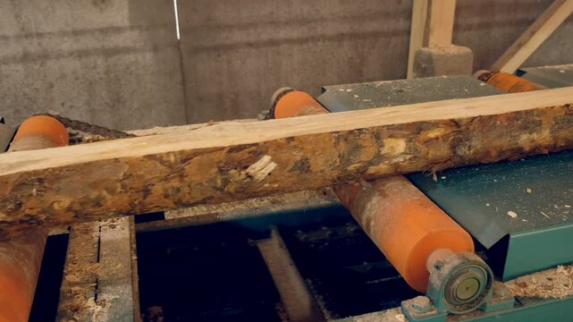 Logs moving on conveyer transporter to cutting machine at woodworking plant. Timber processing and woodworking industry. Working process sawing raw wood boards on saw-mill factory in cut workshop.
