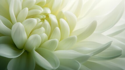 Fototapeta premium Ultra-realistic close-up of an egg-shaped flower with soft texture and delicate form, rendered in light green tones with a subtle gradient background, perfect for Easter cards or digital wallpapers.
