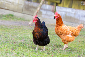 Hen on the farm