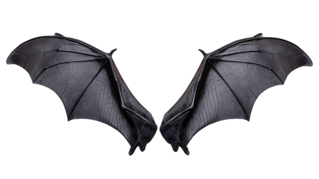 A pair of bat wings with a leathery texture and detailed veining Element Transparent PNG