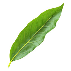 Obraz premium Large green leaf on a white background showcasing natural texture, transparent