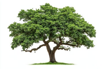 A large, lush tree with a broad canopy and sturdy trunk against a white background.