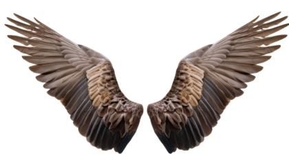 Pair of realistic brown bird wings fully spread, showcasing detailed feathers cut out transparent isolated PNG
