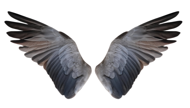 A pair of detailed, realistic angel wings in shades of gray and brown, isolated on a white background, perfect for digital art and design projects.