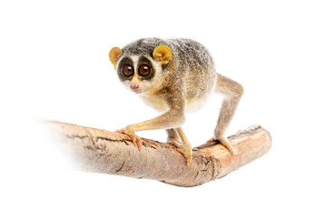 Gray slender loris, Loris lydekkerianus, carefully balancing on a branch, its large eyes gazing intently