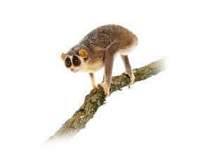 Gray slender loris, Loris lydekkerianus, carefully balancing on a branch, its large eyes gazing intently