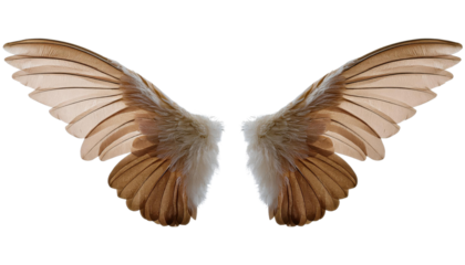 Beautiful set of angelic, feathered wings with soft brown and white tones, perfect for fantasy, spirituality, and design projects.