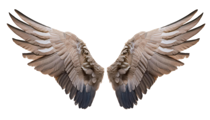 Close-up image of a pair of brown bird wings isolated on a white background. Perfect for design, art, and nature themes.