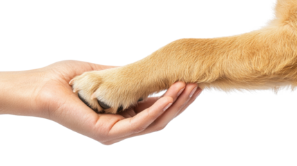 Close-up of a human hand holding a dog's paw, symbolizing friendship, trust, and companionship between humans and pets.
