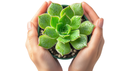 Close-up of hands holding a small, green succulent plant in a pot, showcasing nature care and home gardening.