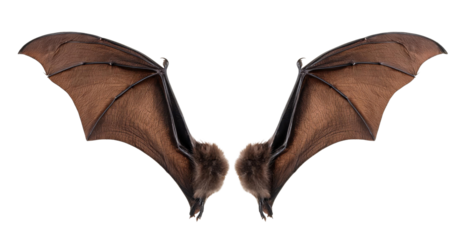 Close-up of two bats with wings spread, isolated on a white background, showcasing detailed wing texture and structure.